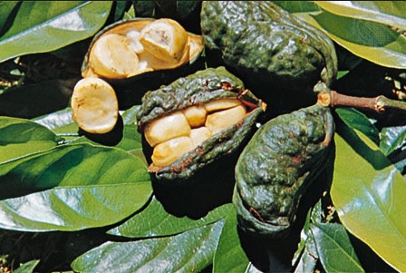 daun tanaman buah kacang kola